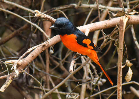 Croucher Ecology | Scarlet Minivet (Pericrocotus speciosus)