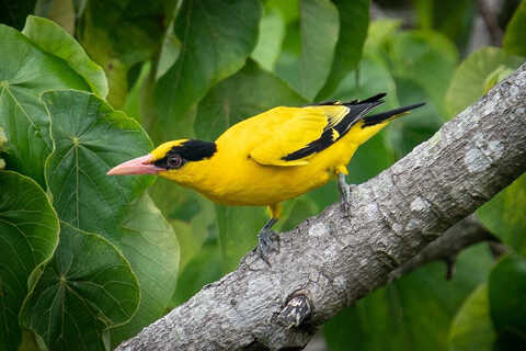Croucher Ecology | Black-naped Oriole (Oriolus chinensis)