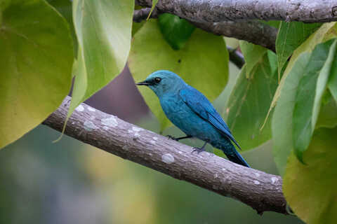 Croucher Ecology | Verditer Flycatcher (Eumyias thalassinus)