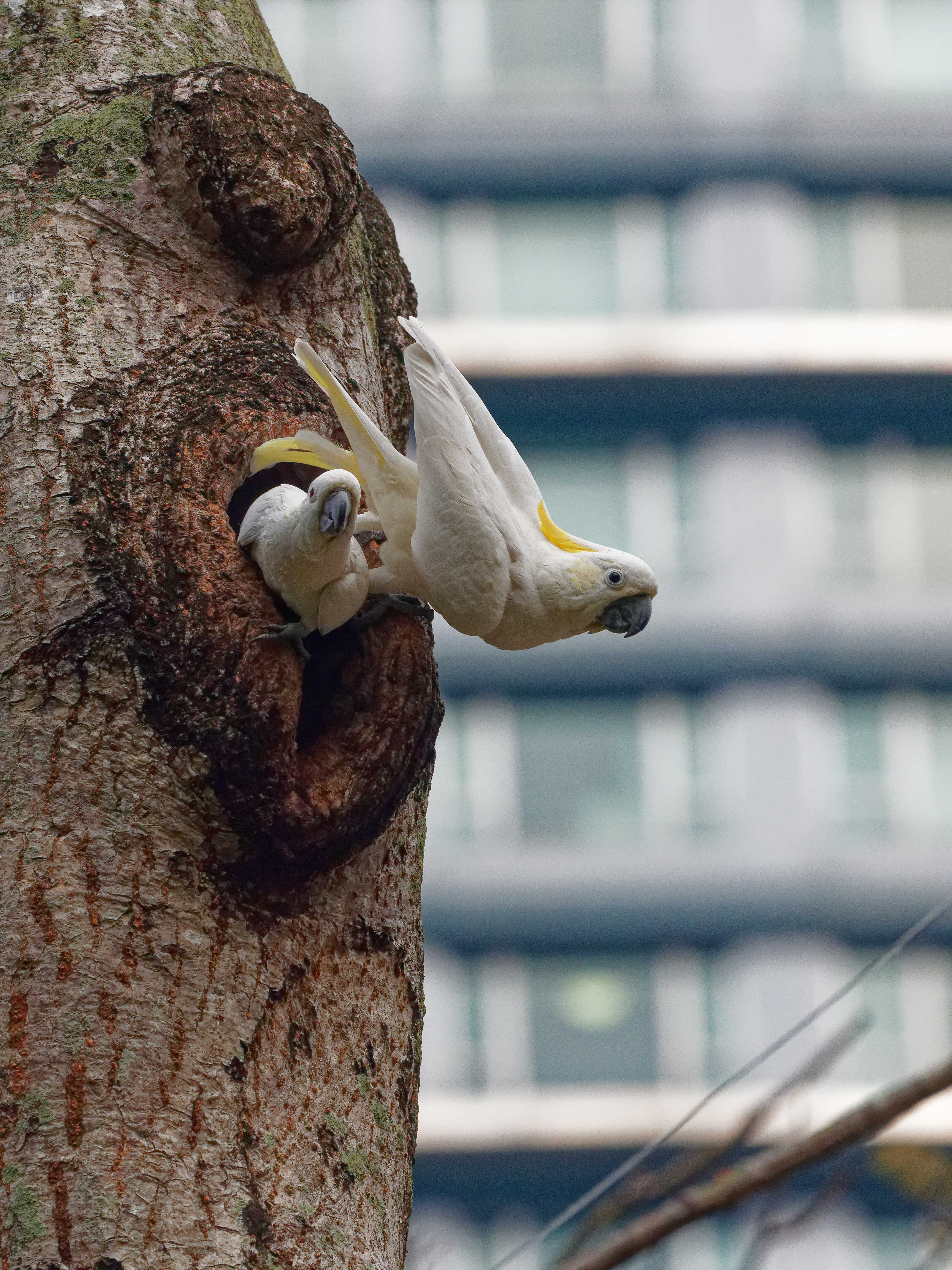 Croucher Ecology | Endangered Cockatoos