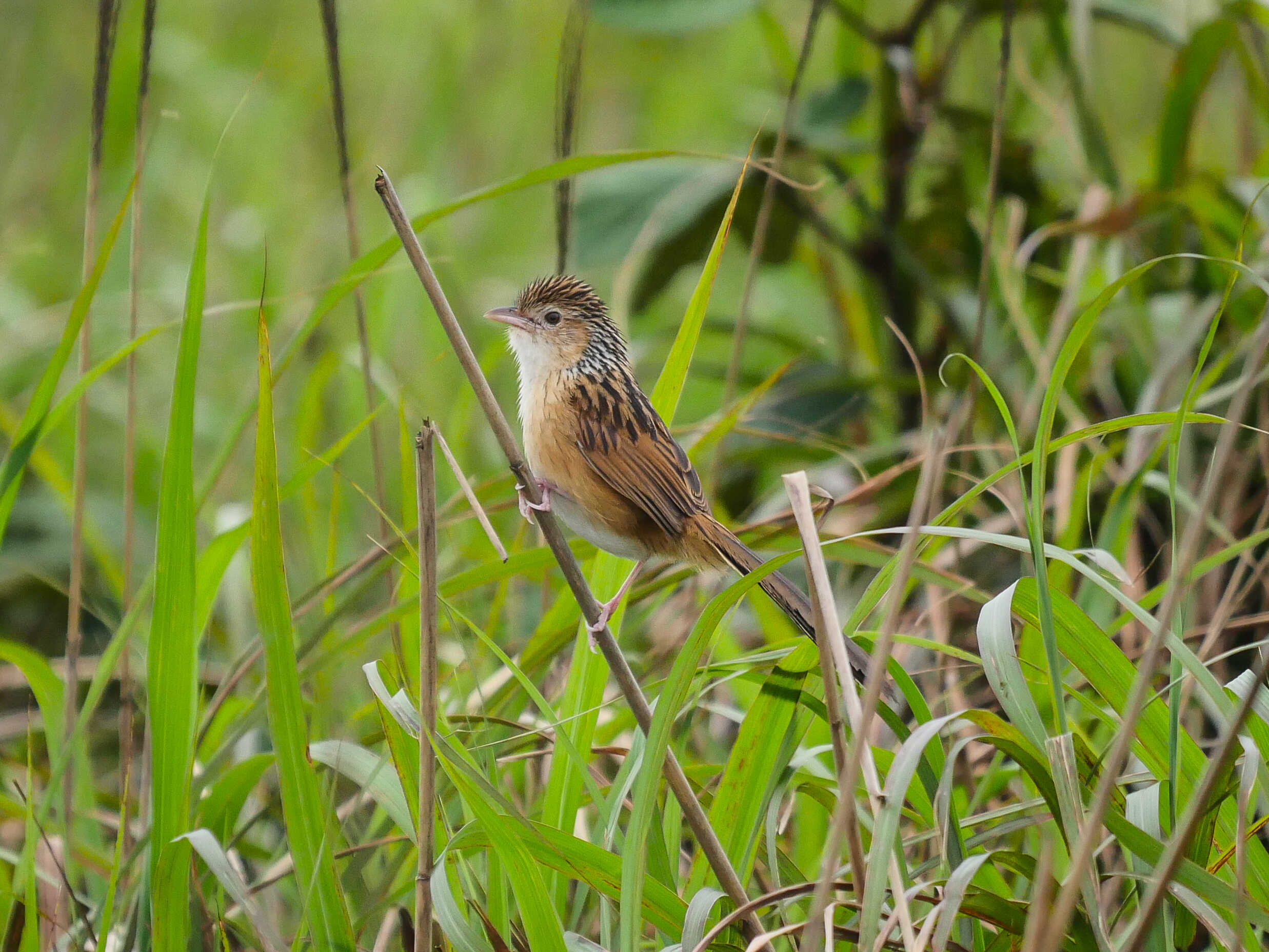 Croucher Ecology | Chinese Grassbird (Graminicola striatus)