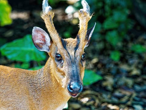 Croucher Ecology | A. Barking Deer (Muntiacus vaginalis)