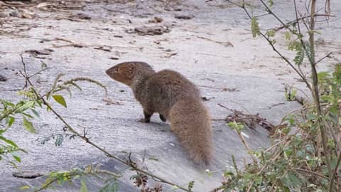 Croucher Ecology | B. Small Asian Mongoose (Herpestes javanicus)