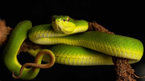 Croucher Ecology | C. Bamboo Pit Viper (Cryptelytrops [Trimeresurus] albolabris)