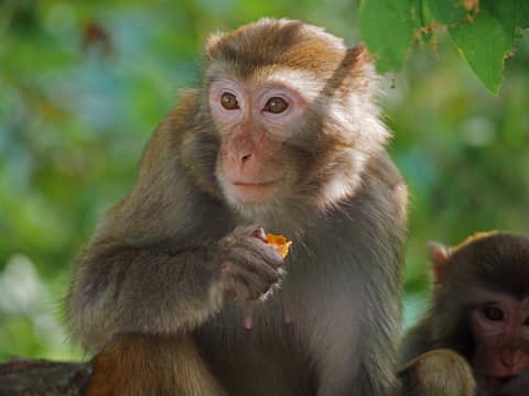 Croucher Ecology | E. Rhesus Macaque (Macaca mulatta) or hybrid with the rarer Long-tailed Macaque (M. fascicularis).