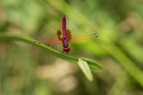 Croucher Ecology | G. Crimson Marsh Glider (Trithemis aurora) dragonfly