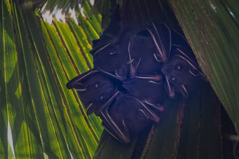 Croucher Ecology | H. Short-nosed Fruit Bats (Cynopterus sphinx)