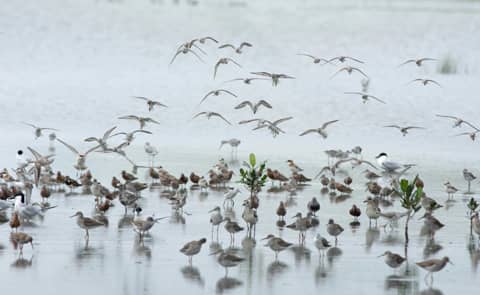 Croucher Ecology | J. Mai Po is a popular stopover for diverse migratory birds