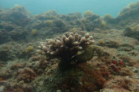 Croucher Ecology | Restoration at work: outplanted coral fragment (Acropora pruinosa) in the Tolo 
                              Channel, with a seahorse sheltering nearby. Photo: Christy Kong