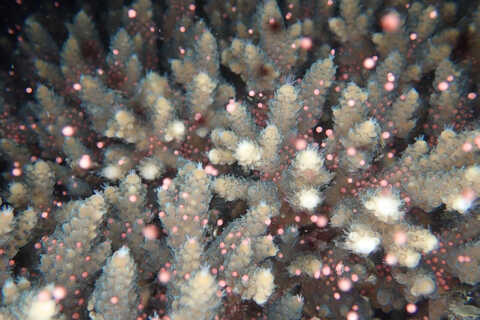 Croucher Ecology | Coral spawning naturally in the sea in Hong Kong. Photo: Apple Chui