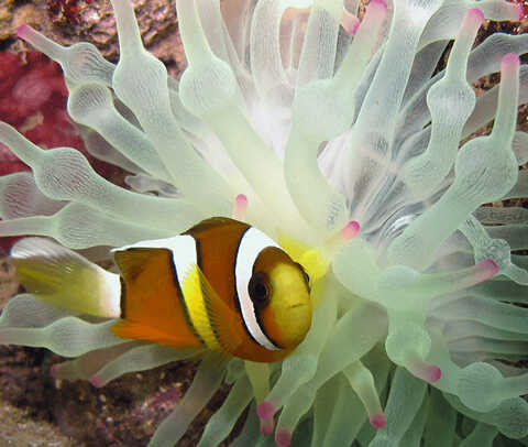 Croucher Ecology | Yellowtail clownfish (Amphiprion clarkii ) and bulb-tentacle sea anemone (Entacmaea quadricolor). Photo: Apple Chui