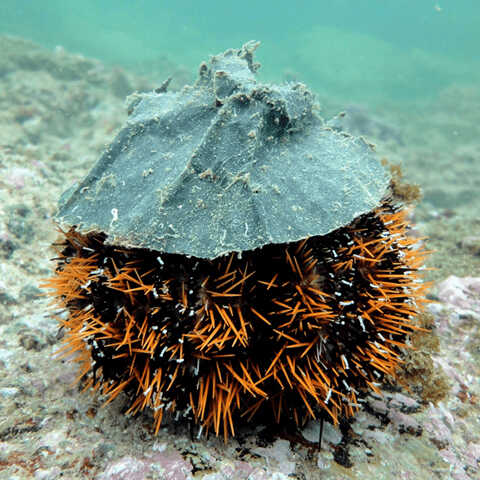 Croucher Ecology | Collector Urchin (Tripneustes gratilla). Photo: Apple Chui