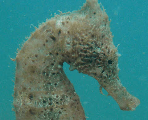 Croucher Ecology | Spotted seahorse (Hippocampus kuda). Photo: Apple Chui