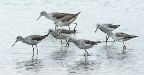 Croucher Ecology | Research has shown Green Sandpipers (Tringa ochropus)
                    wintering in Deep Bay to be increasing.