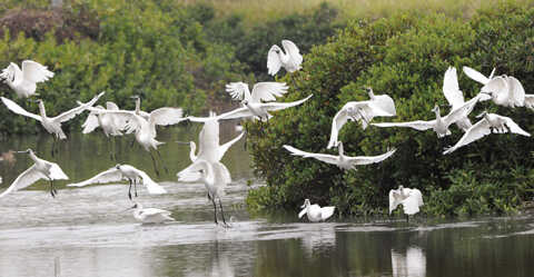 Croucher Ecology | Coming home to roost in Mai Po