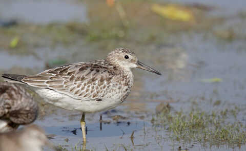 Croucher Ecology | Great Knot (Calidris tenuirostris), an endangered shorebird, at Mai Po in 2014