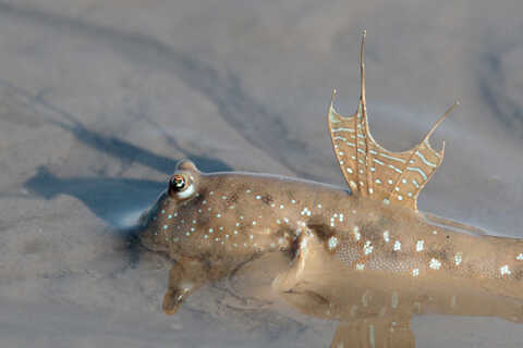 Croucher Ecology | Mudskipper (Oxuderciane)