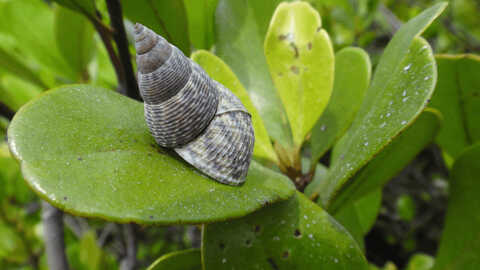 Croucher Ecology | Littorinid snail (Littoraria ardouiniana) living on the mangrove Kandelia obovata