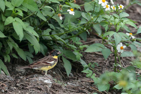 Croucher Ecology | Yellow-breasted Bunting (Emberiza auerola)