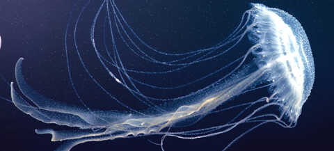 Croucher Ecology | Amuska Jellyfish (Sanderia malayensis)