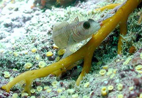 Croucher Ecology | The Common Triplefin (Forsterygion lapillum) appears to be successfully 
                      adapted to acidified environments at CO2 volcanic vents.