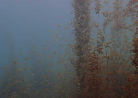 Croucher Ecology | Juvenile fish on the edge of a Sargassum forest. 