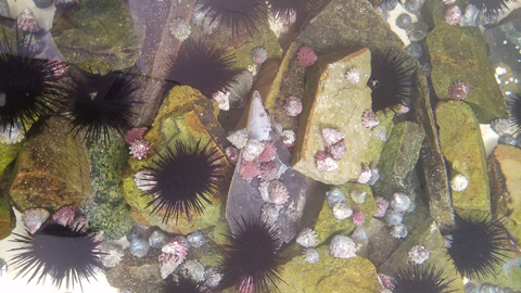 Croucher Ecology | Ocean warming and acidification experiment with urchins and gastropods. 