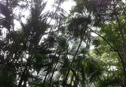 Croucher Ecology | Trees in Hong Kong Park