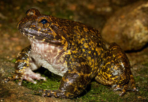 Croucher Ecology | Giant Spiny Frog