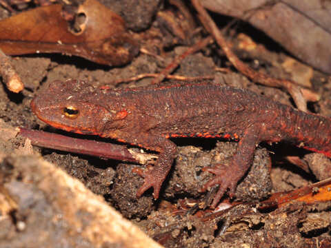 Croucher Ecology | Hong Kong Newt (Paramesotriton hongkongensis)