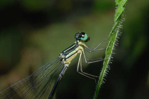 Croucher Ecology | Blue Forest Damsel (Coeliccia cyanomelas), a widespread dragonfly in Hong Kong 
