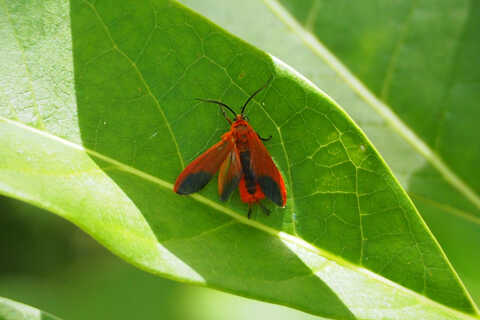 Croucher Ecology | Phauda flammans, a moth that has boomed locally in 2021