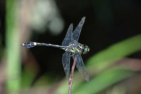 Croucher Ecology | A rare Chinese Tiger Dragonfly (Gomphidia kelloggi), classed as endangered on the IUCN Red List