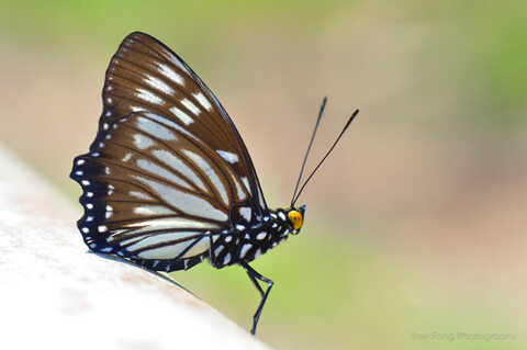 Croucher Ecology | The Courtesan Butterfly(Euripus nyctelius)