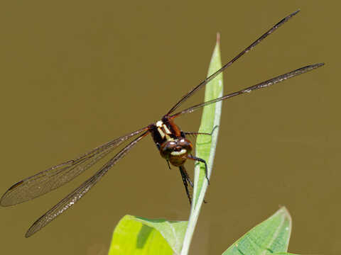 Croucher Ecology | Ruby Darter (Rhodothemis rufa), a dragonfly on the increase locally