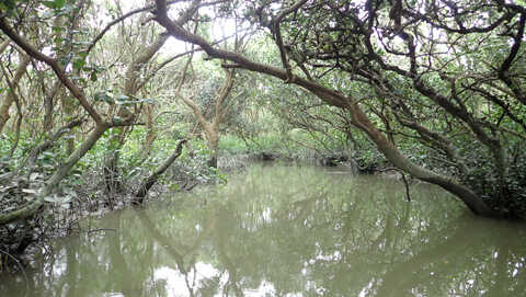 Croucher Ecology | Mangroves (Kandelia obovata) at Mai Po. Such trees can store carbon much more efficiently than land-based forests