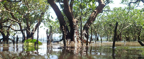 Croucher Ecology | Metopograpsus frontalis mangrove crab at high tide at Ting Kok