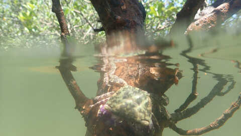 Croucher Ecology | Metopograpsus frontalis mangrove crab at high tide at Ting Kok
