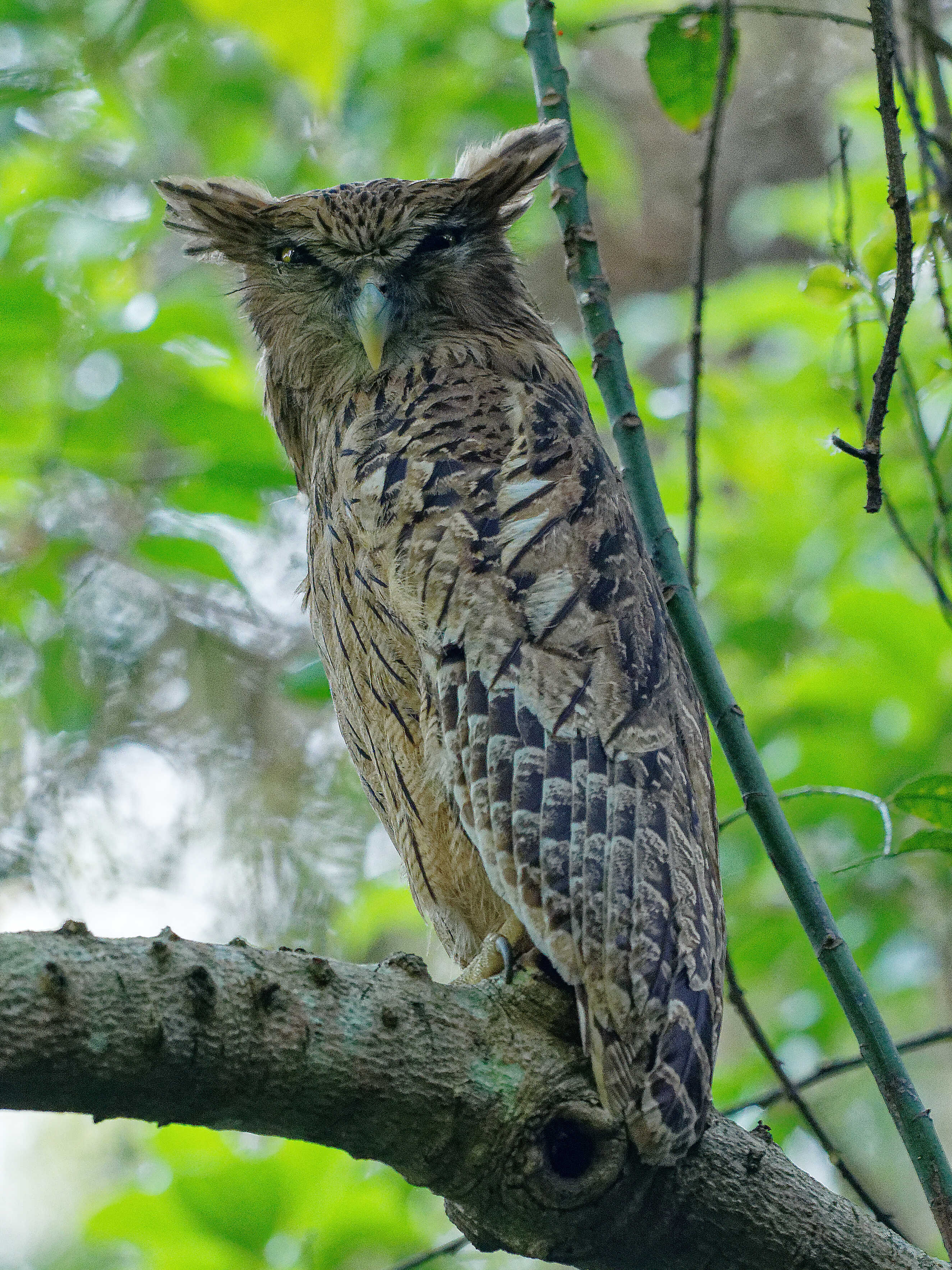 Croucher Ecology | Raptor