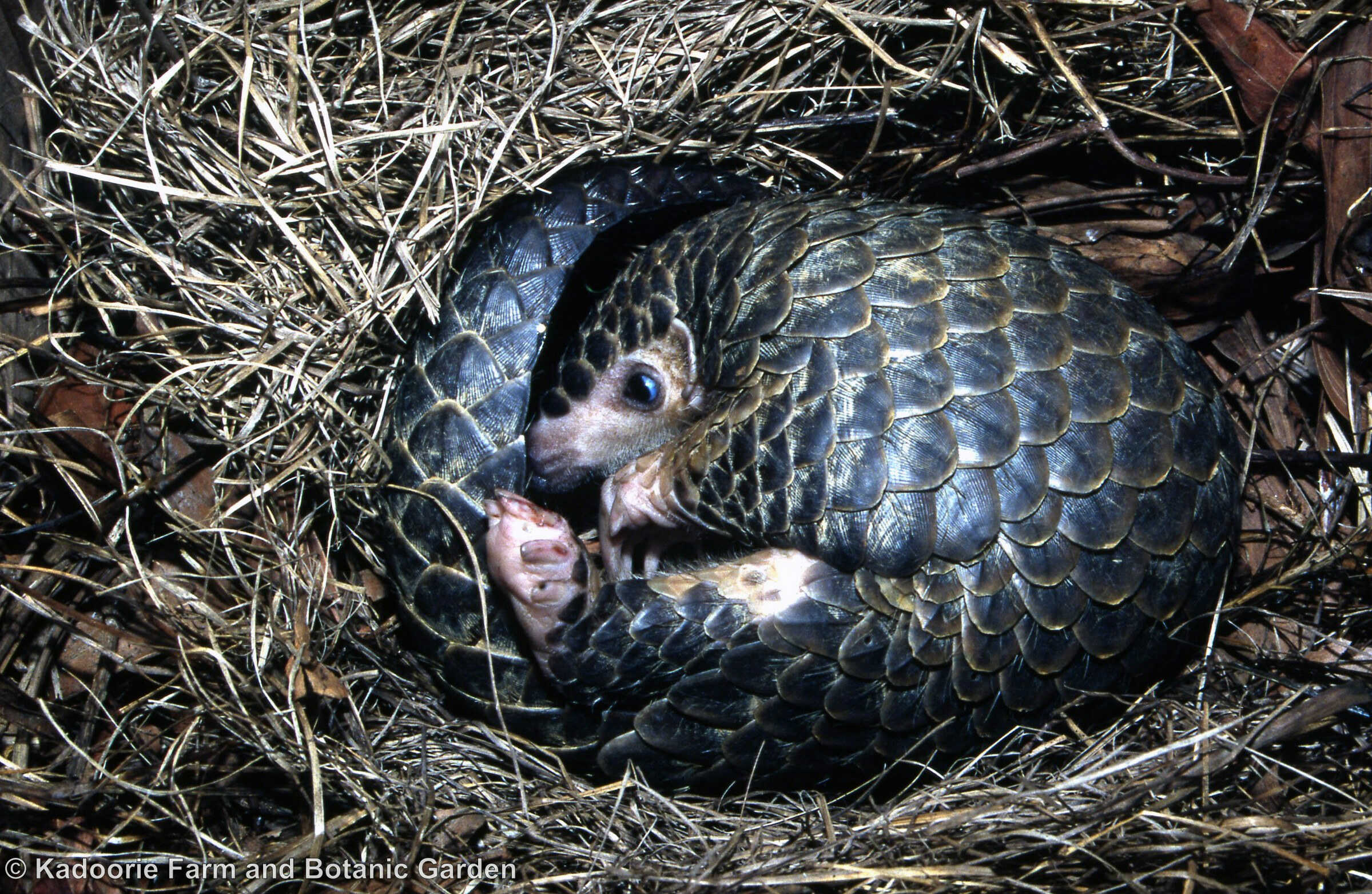 Croucher Ecology | Chinese Pangolin