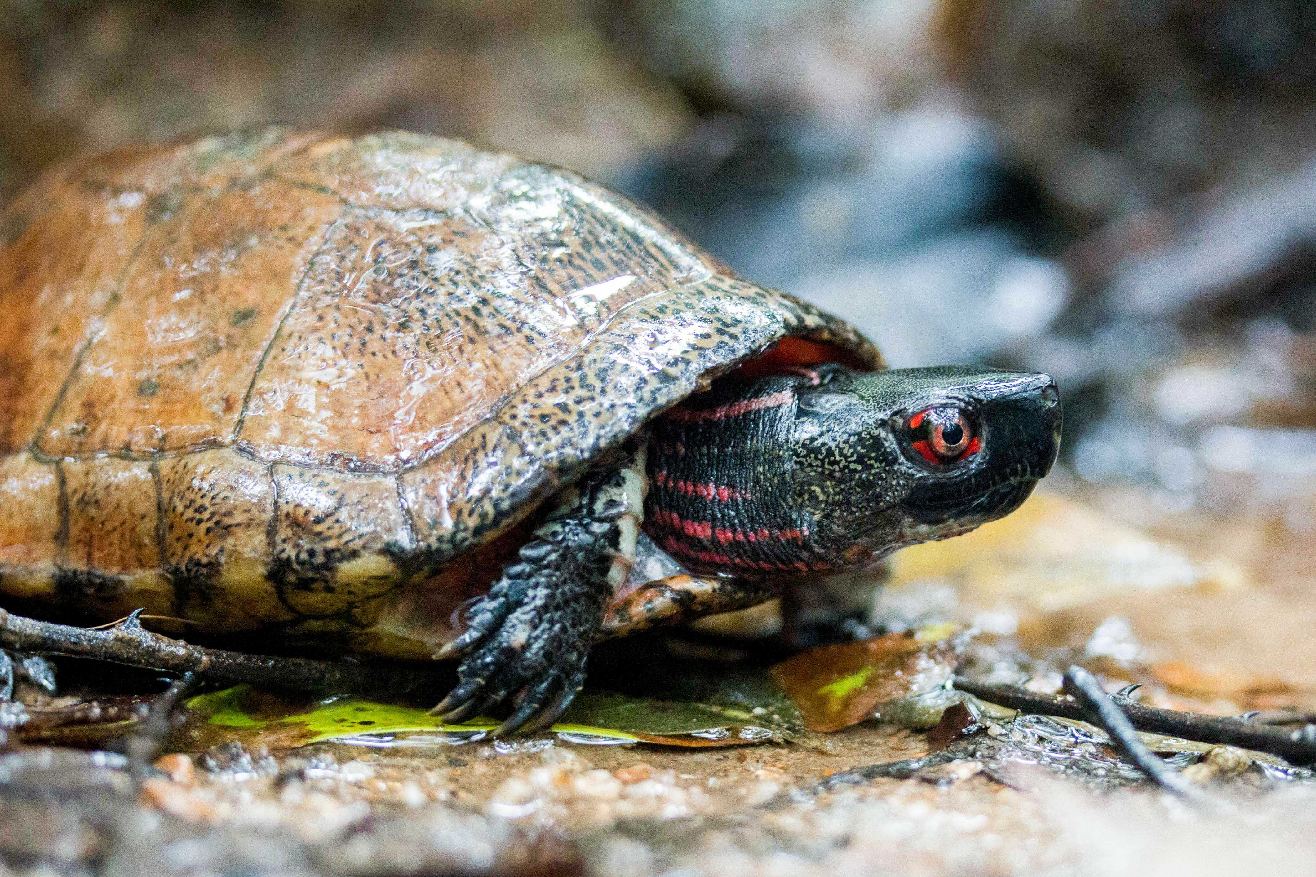 Croucher Ecology | Beal's eyed turtle