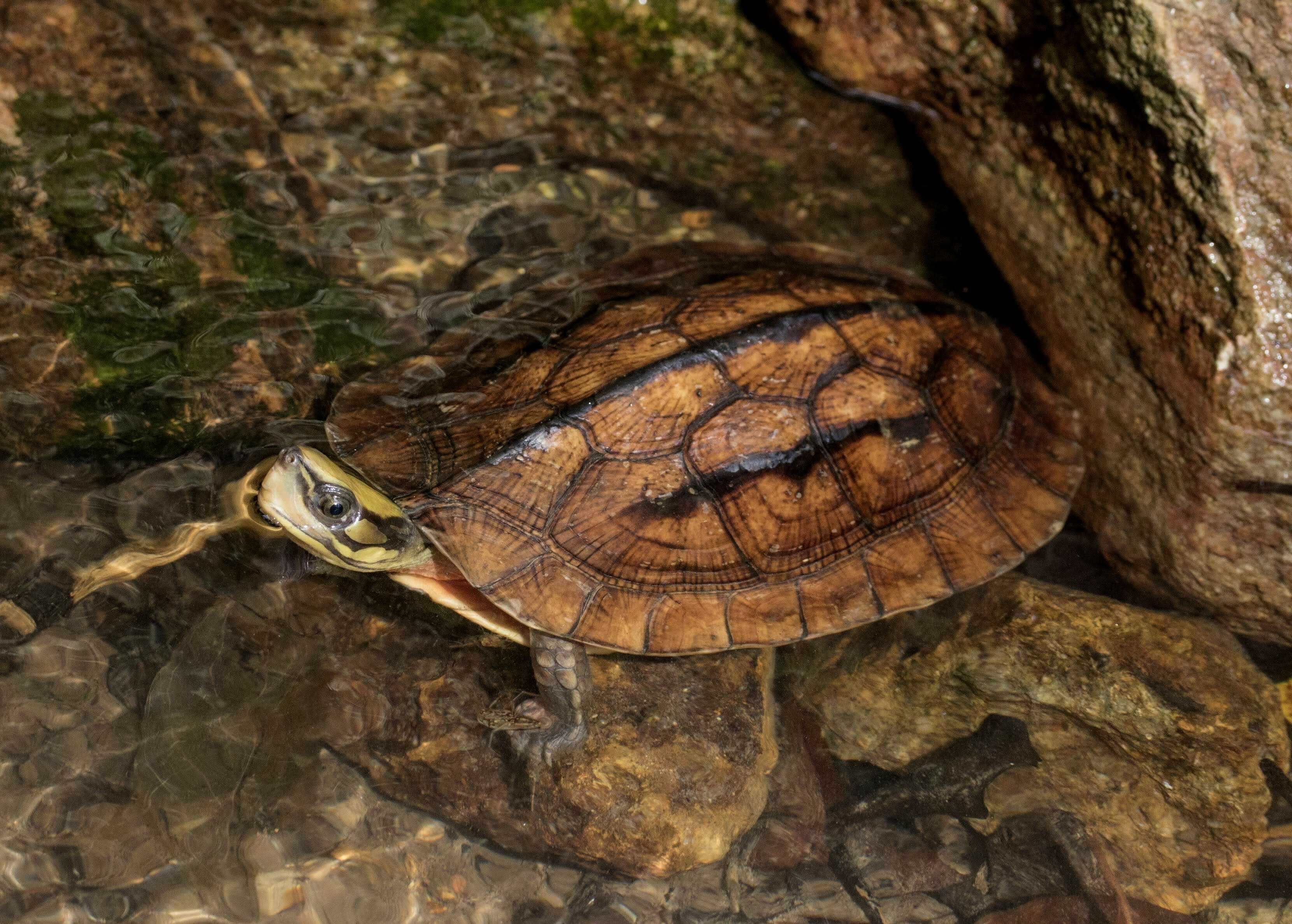 Croucher Ecology | Golden Coin Turtle