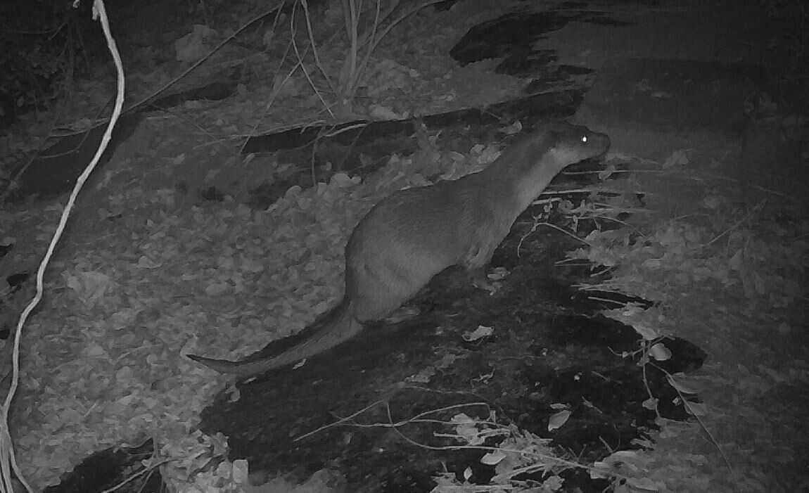 Croucher Ecology | Eurasian Otter