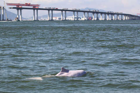 Croucher Ecology | Habitat degradation and loss due to coastal developments are primary threats to 
                            dolphin survival in the Pearl River Delta region. Photo: Stephen C Y Chan/Cetacea 
                            Research Institute