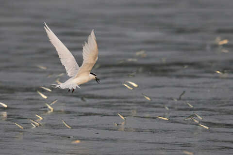 Croucher Ecology | Black-naped Tern (Sterna sumatrana) on the hunt