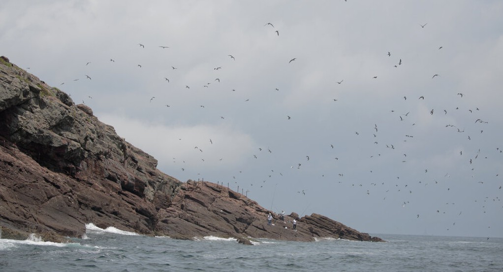 Terns’ Rocky Retreats